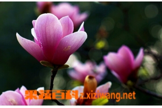辛夷花的功效与作用