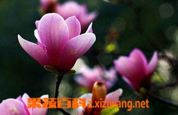 果蔬百科辛夷花