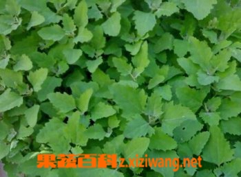 果蔬百科灰菜