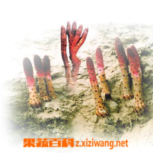 果蔬百科新鲜锁阳