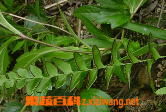 果蔬百科金花草