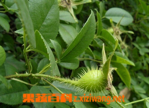 果蔬百科金缨根