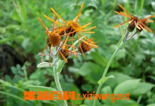 果蔬百科九里明