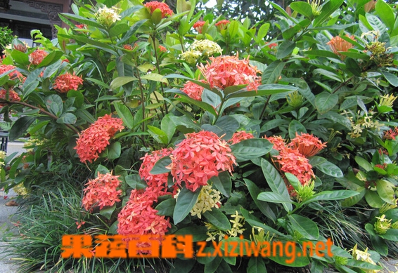 果蔬百科龙船花根