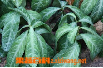 龙脷叶的功效与作用