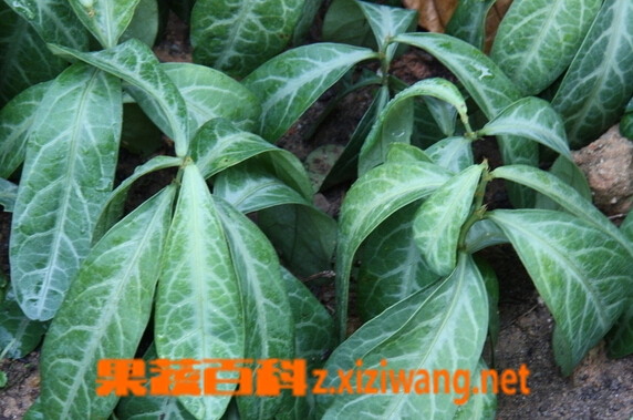 果蔬百科龙?叶