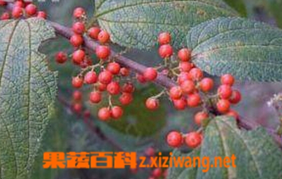 果蔬百科麻骨头