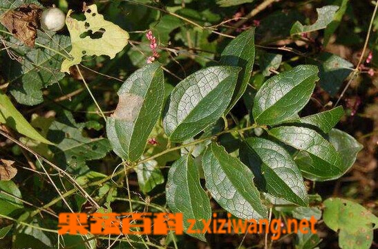 果蔬百科青风藤