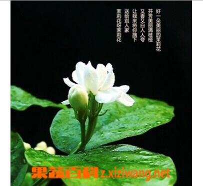 果蔬百科茉莉花茶