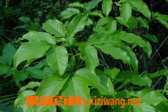 果蔬百科三桠苦