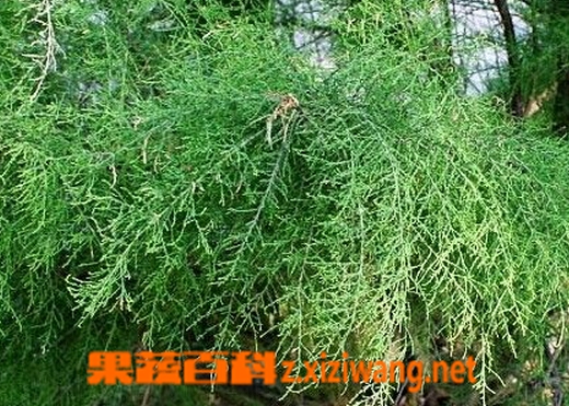 果蔬百科山川柳