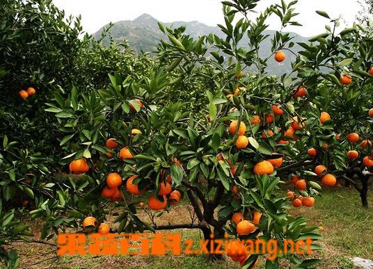 果蔬百科山桔