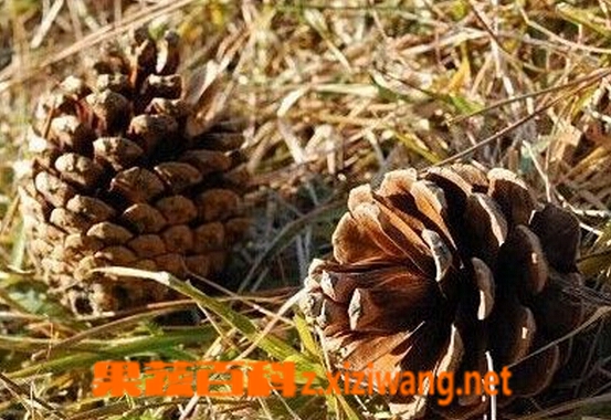 果蔬百科山松子