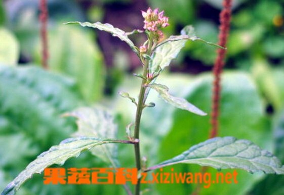 果蔬百科伤寒草