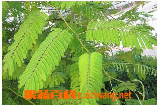 果蔬百科儿茶功效作用