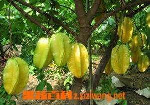 果蔬百科 三菍
