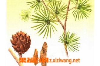 土荆皮的功效与作用