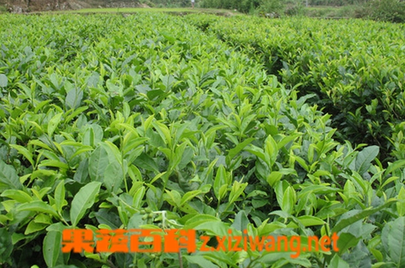 果蔬百科石崖茶