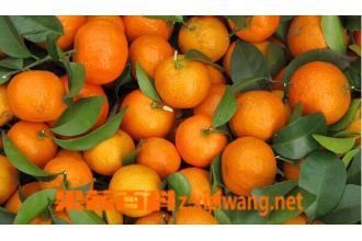 沙糖桔的功效与作用