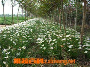 果蔬百科葱兰