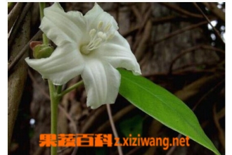 白鹤藤的功效与作用