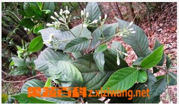 果蔬百科白花苦灯笼