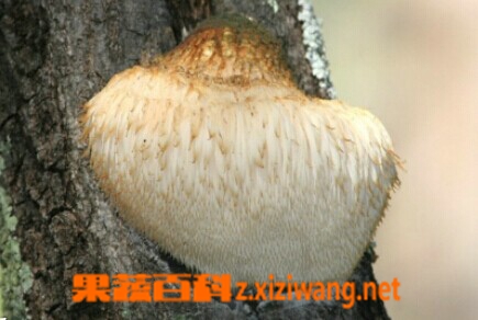 果蔬百科猴头菇