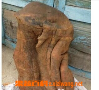 果蔬百科太岁