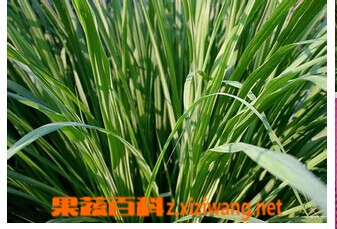 果蔬百科香茅