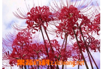 彼岸花的功效与作用