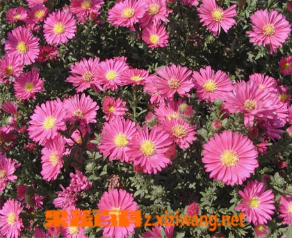 果蔬百科荷兰菊