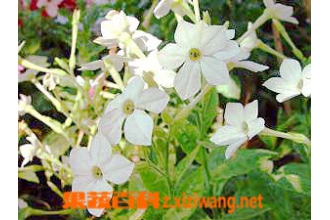 花烟草的功效与作用