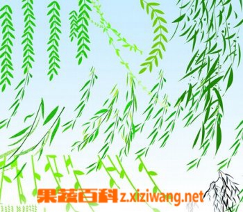 果蔬百科柳叶
