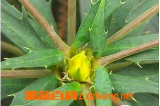 十大功劳叶的功效与作用