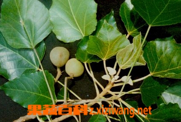 果蔬百科石栗