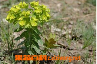 大戟的功效与作用
