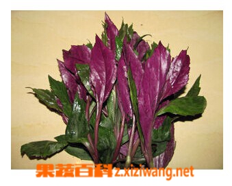 果蔬百科紫背菜