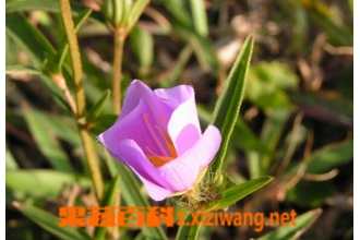 天香炉的功效与作用