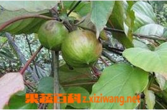 桐油根的功效与作用