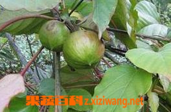 果蔬百科桐油根