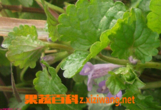 果蔬百科透骨消