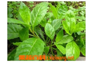 富贵菜的功效与做法