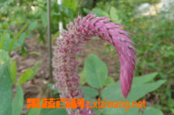果蔬百科兔狗尾