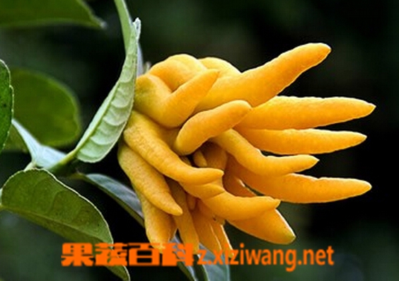 果蔬百科五指柑