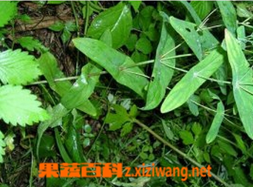 果蔬百科仙人对坐草