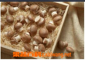 果蔬百科蕈子
