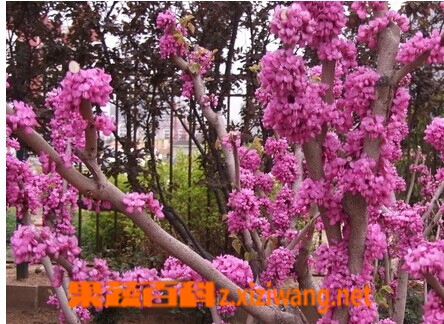 果蔬百科紫荆皮