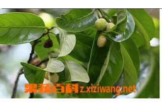 白桂木的功效与作用