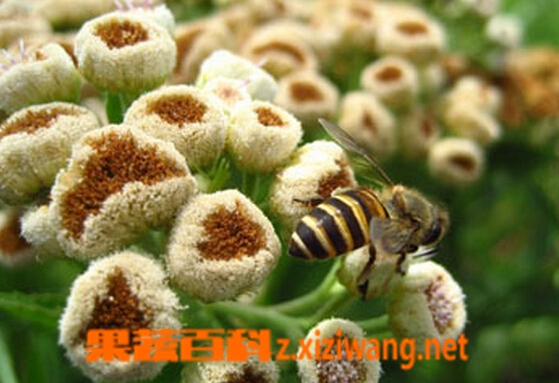 果蔬百科烟樨