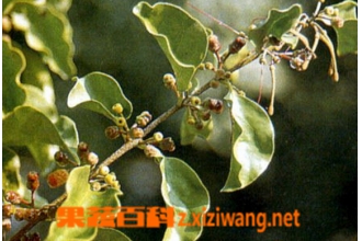柚树寄生的功效与作用
